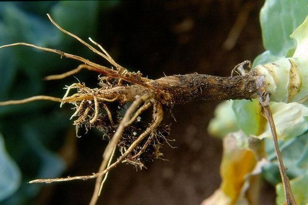 Jak se vypořádat s blackleg v zelí, co dělat, správné zacházení