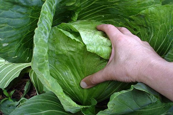 cabbage harvest