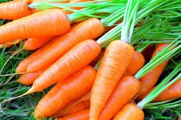 beautiful carrots