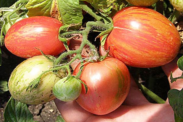 tomate rayée