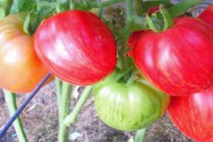 Ciri-ciri dan penerangan mengenai varieti tomato Don Juan