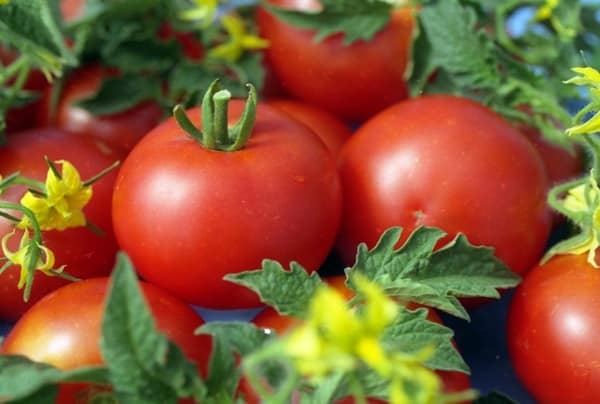 basura de tomate de ginebra