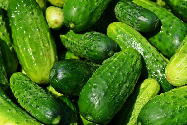 cucumber harvest