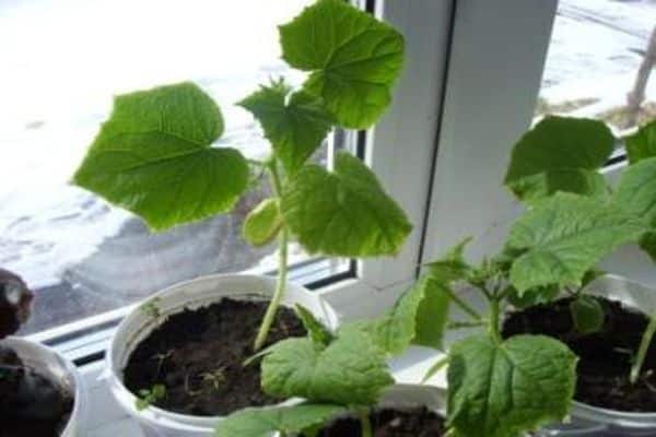 cucumbers in pots