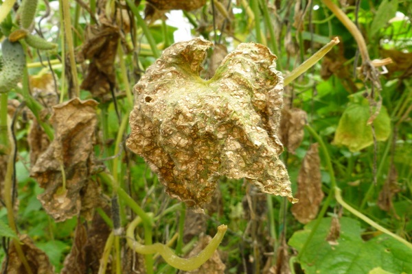 fungus on the leaves