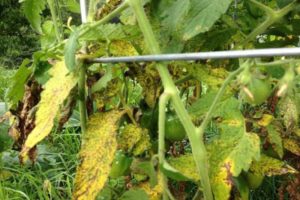 Treatment and prevention of fusarium wilt of tomatoes