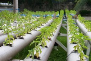 Growing tomatoes in hydroponics, choosing a solution and the best varieties