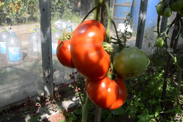 menanam sebiji tomato