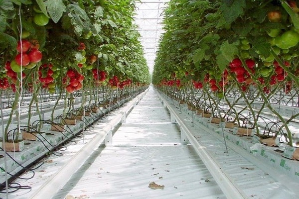 neat greenhouse