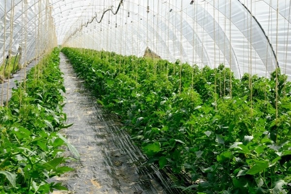 foreign greenhouse