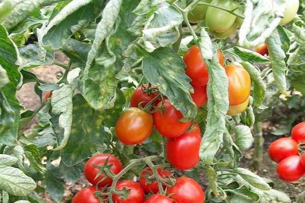 perfect saw tomato