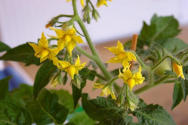 pollinate cucumbers