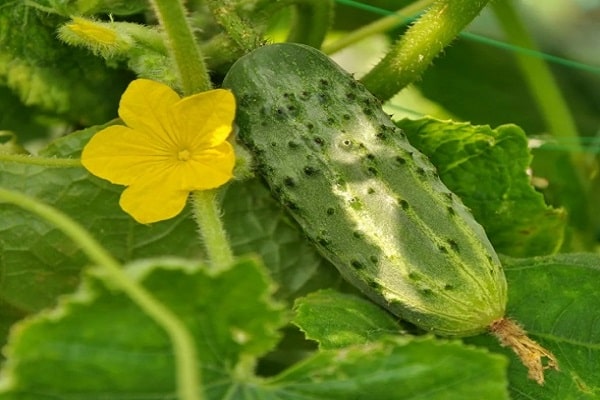 self-pollinating varieties