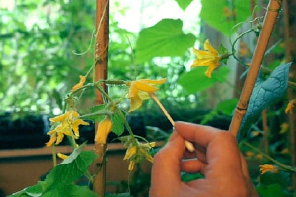 privilèges de pollinisation