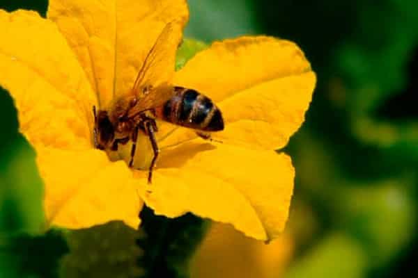 maison avec des abeilles