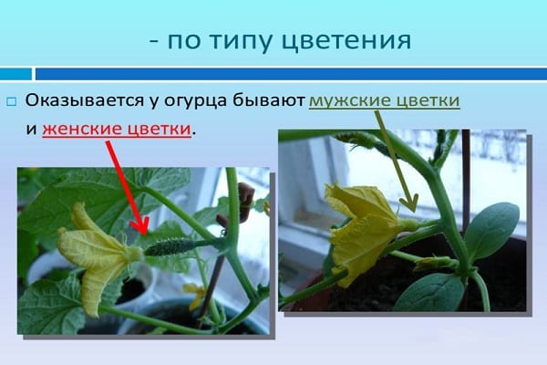 difference of inflorescences