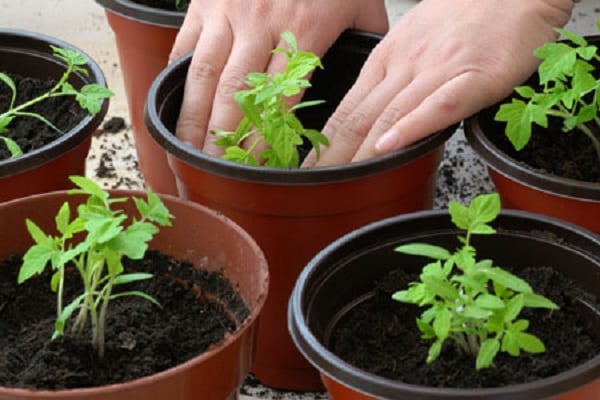 dans des pots de fleurs