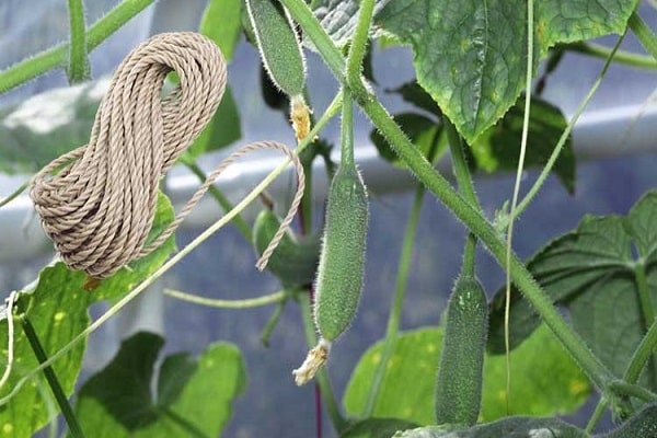 corde sur les plantes