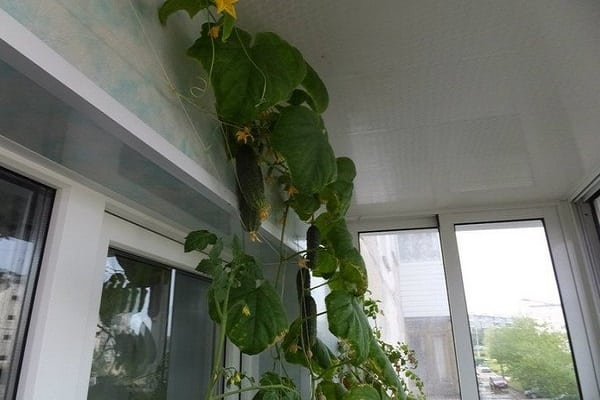 tie up cucumbers