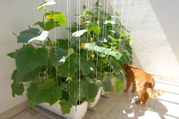 cat in cucumbers