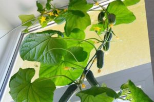 How to grow and tie cucumbers on a balcony or windowsill at home