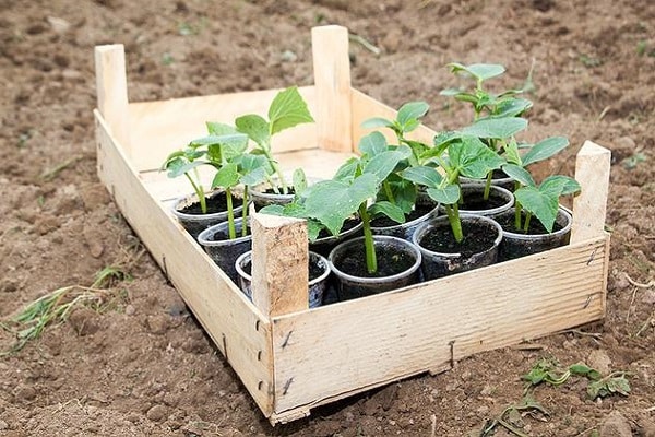 planter du chou