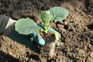 How to plant cabbage in open ground