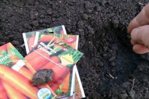 How to properly plant carrots with seeds in the open field