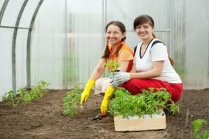 How to properly plant tomatoes in a greenhouse to have a big harvest