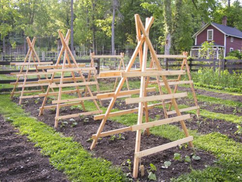 enrejado de madera para pepinos