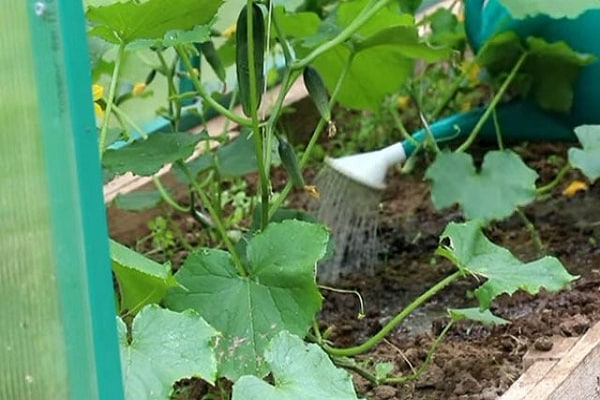 watering