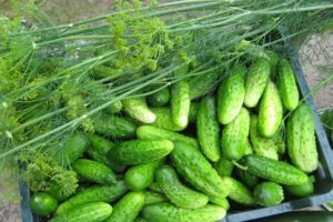 How to grow a good harvest and accelerate the growth of cucumbers in the open field and greenhouse