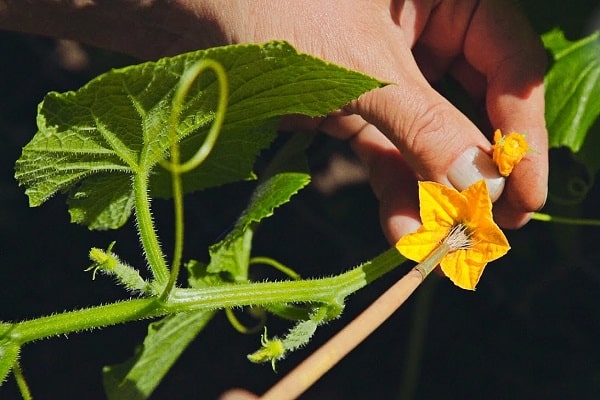 manual pollination