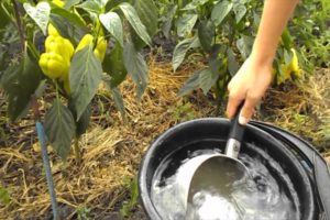 How to use calcium, potassium and ammonium nitrate for pepper feeding