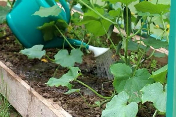 fertilizante para pepinos