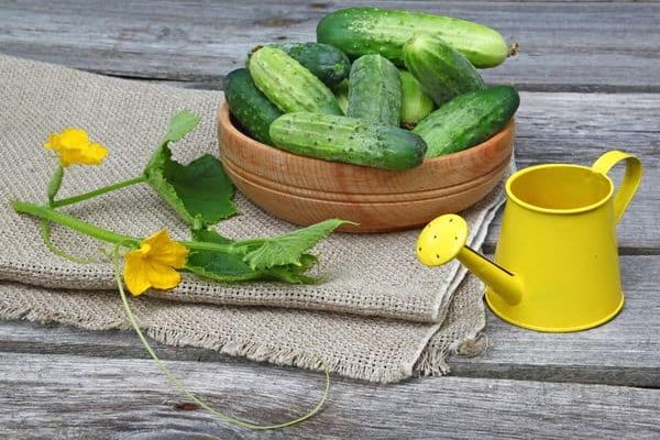 The use of calcium and ammonium nitrate for cucumbers as top dressing