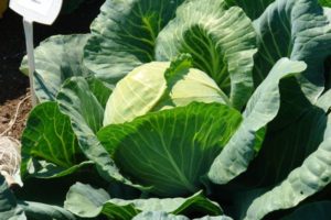 Characteristics and description of the Rinda cabbage variety, properties