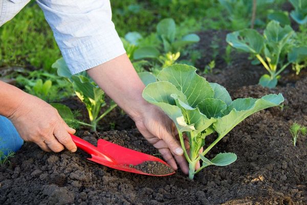 fertilizer for cabbage