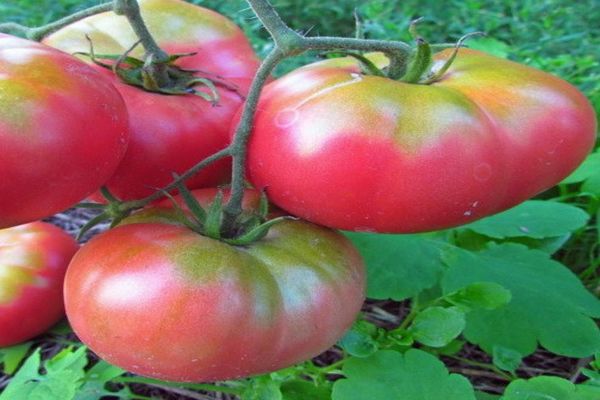 pommes de terre framboises