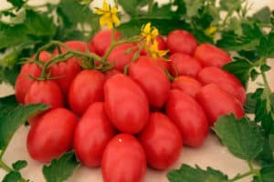 Las mejores variedades de tomates para campo abierto e invernaderos en Udmurtia