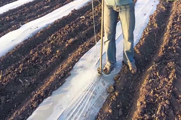 plántulas debajo de la película