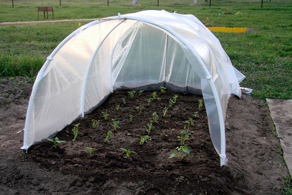 to cover seedlings