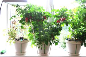 Growing indoor tomatoes at home in an apartment