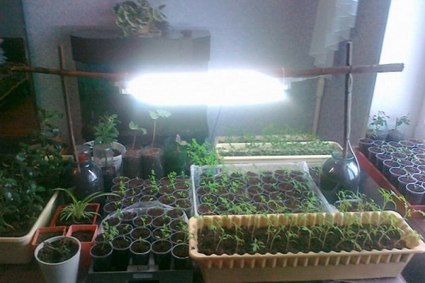 seedling lamp