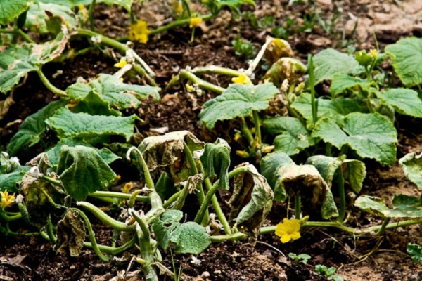 growing vegetables