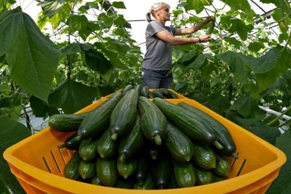 pepino de invernadero