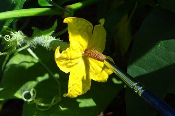 pollinisation artificiellement