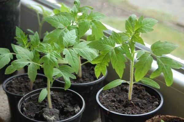 tomates en maceta