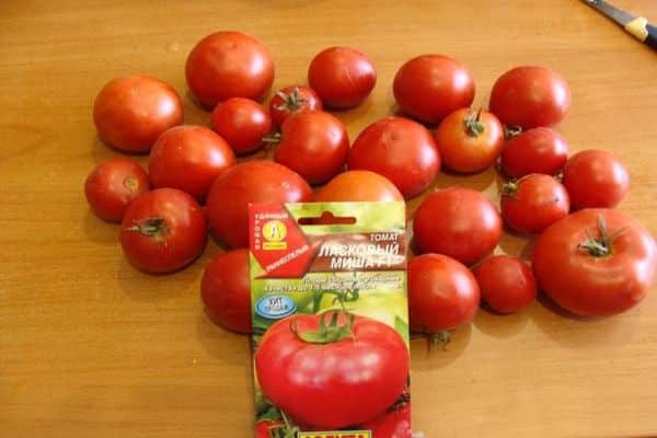 penanaman tomato