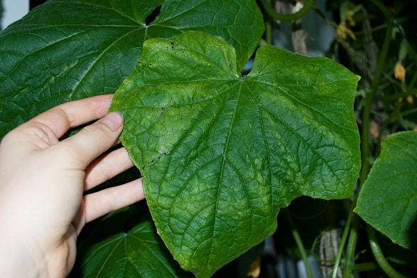 processing of cucumbers